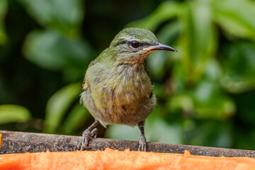 The green honeycreeper (Chlorophanes spiza) is a small passerine bird