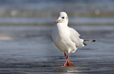 Common Black-headed Gull in sea, Larus ridibundus, birds of Montenegro	