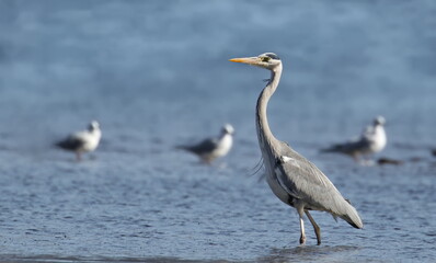 Gray Heron on seaside, Ardea cinerea, birds of Montenegro	