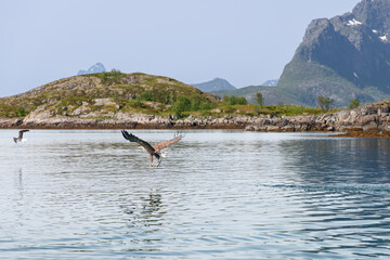 A white-tailed eagle grasps a fish in its talons, swooping low over the reflective waters of the...