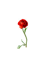 red rose png file,photoshop resource