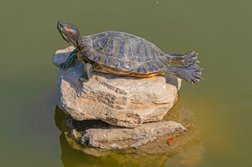 red-eared turtles basking in the sun