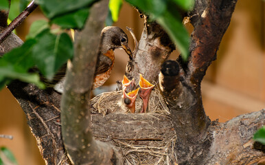 An adult American Robin arrives at its nest with food to feed three hungry chicks