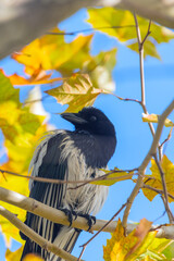 a magpie is sitting on a tree
