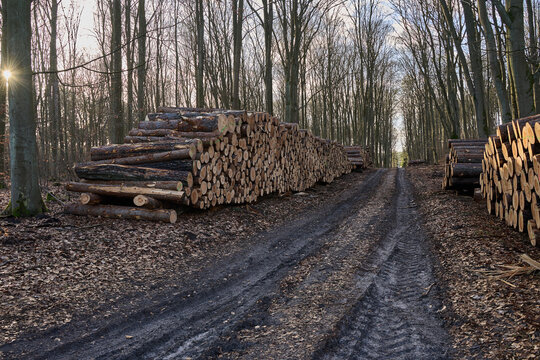 Przemysłowa wycinka lasów, drewno do celów produkkyjnych