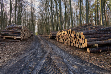 Wycinka lasów, drewno do celów przemysłowych - obrazy, fototapety, plakaty