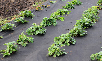 Growing strawberries using black agrofiber