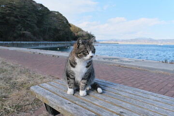 ネコ　冬　宮城県石巻市田代島　Cat Winter Tashirojima, Ishinomaki, Miyagi
