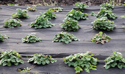 Growing strawberries using black agrofiber