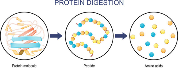 Protein Digestion