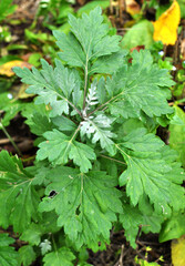 Wormwood (Artemisia vulgaris) grows in nature