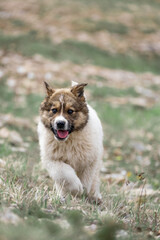 Cute Caucasian Owtscharka puppy running towards camera at 400mm