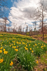 Yellow Daffodils Blooming in East Texas
