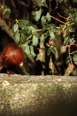 Eichhörnchen