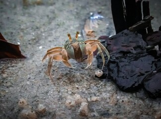 Asian baby crab resting on a rock at beach in malaysia