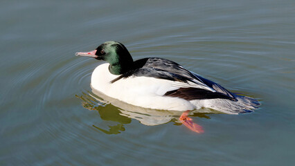  A common merganser on the water