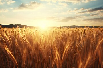 Sunset over wheat field,  Beautiful nature scene,  Rural landscape - obrazy, fototapety, plakaty
