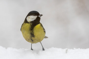 A titmouse with a beak in the snow stands on the windowsill