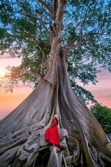Tourist sitting on Bayan Ancient Tree in Bali, Indonesia.