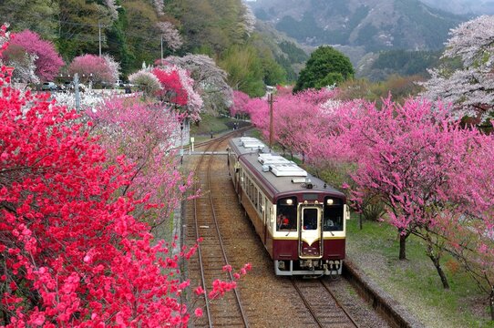 Retro cars of a local train arriving at Godo Station of Watarase Keikoku Railway Line (渡良瀬渓谷鉄道), with pink and red blossom trees blooming vibrantly along the railroad tracks, in Midori, Gunma, Japan