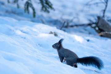 Black Squirrel eating a Nut in the snow