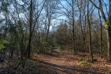 Mixed forest on the Veluwe outside of 't Harde in The Netherlands