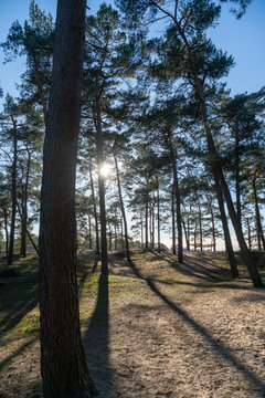 Pine trees growing on Zandverstuiving (sandy patch) Haere Doornspijk close to 't Harde on the Veluwe in The Netherlands.