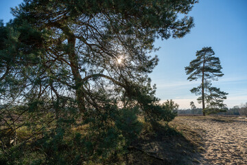 Fototapeta na wymiar Pine trees growing on Zandverstuiving (sandy patch) Haere Doornspijk close to 't Harde on the Veluwe in The Netherlands.