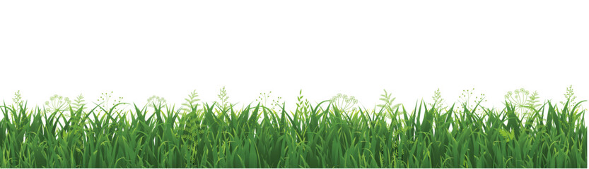 green grass isolated on white