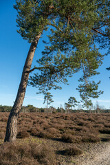 Pine trees growing on Zandverstuiving (sandy patch) Haere Doornspijk close to 't Harde on the Veluwe in The Netherlands.