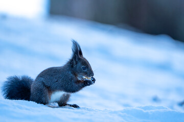 Black Squirrel eating a Nut in the snow