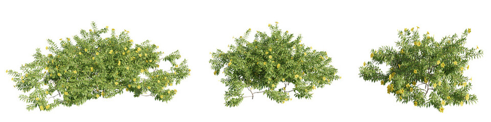 set of colorful flowering shrubs, cutout 3D rendering image with transparent background, good for illustration, digital composition, architecture visualization