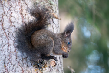 Black Squirrel eating a Nut in the snow