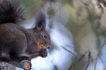 Black Squirrel eating a Nut in the snow