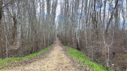 path in the forest