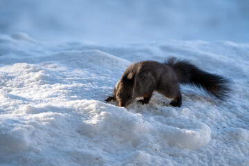 Obraz premium Black Squirrel eating a Nut in the snow