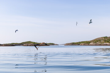 A white-tailed eagle ascends with its catch against the serene backdrop of Lofoten's islets, as seagulls glide above. Norway