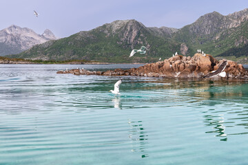 Seagulls animate the serene Lofoten landscape, soaring and resting on a rocky islet amid the...