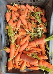 Carrots displayed in vegetable market. 