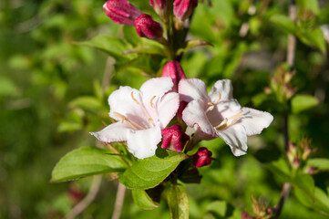 Obraz na płótnie Canvas Weigela florida plant with beautiful pink flowers, ornamental shrub