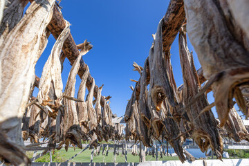 Dried cod fish hanging on a rack on Lofoten Island, Norway, with a clear blue sky and Henningsvaer...