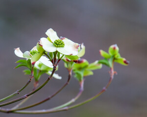 Dogwood in Bloom