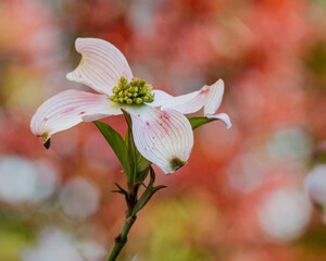 Dogwood Flower Against a Red Background