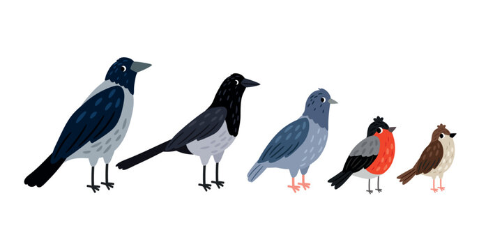 Crow, magpie, pigeon, bullfinch, sparrow stand next to each other. Collection of cute birds on white background vector illustration