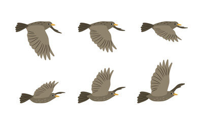 Different arrangement of wings of a flying bird. Side view. Vector illustration of flight on a white background