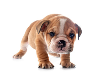 puppy english bulldog - obrazy, fototapety, plakaty