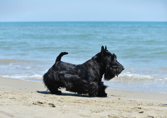 scottish terrier on the beach