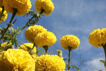 Marigold flowers in the garden. Marigold is a genus of flowering plants 