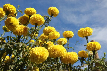 Marigold flowers in the garden. Marigold is a genus of flowering plants 
