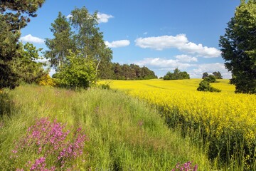 landscape with green meadow red flowers rapeseed field